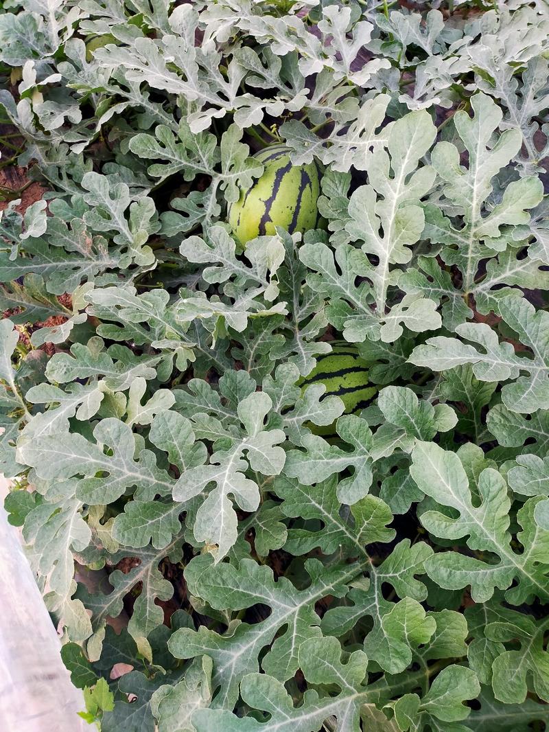 我河北陆地西瓜已大量上市西瓜，品种有甜王，京欣系列