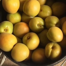 金太阳杏