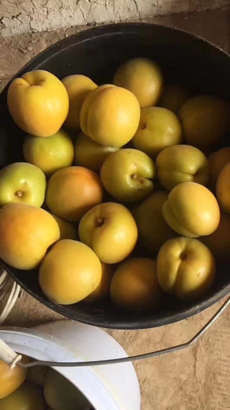 金太阳杏