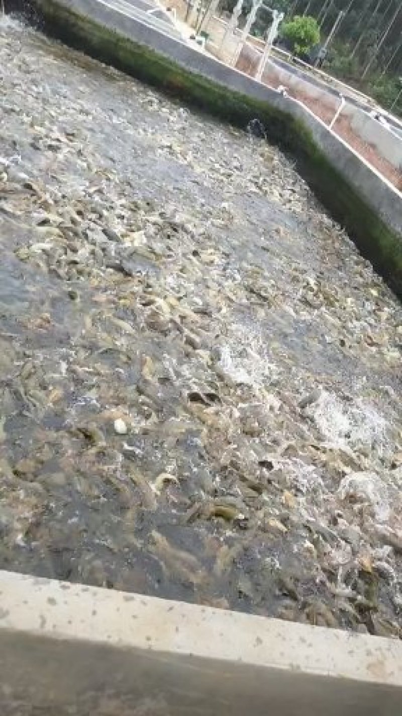 淡水鱼类