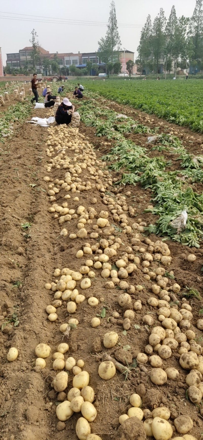 新鲜土豆大量上市