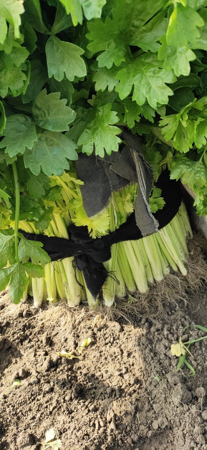 (荐)浙江杭州萧山区益农镇三围村芹菜，香芹各规格大量上市