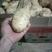 精品土豆，沃土5号大量上市，产地直供，欢迎洽谈合作