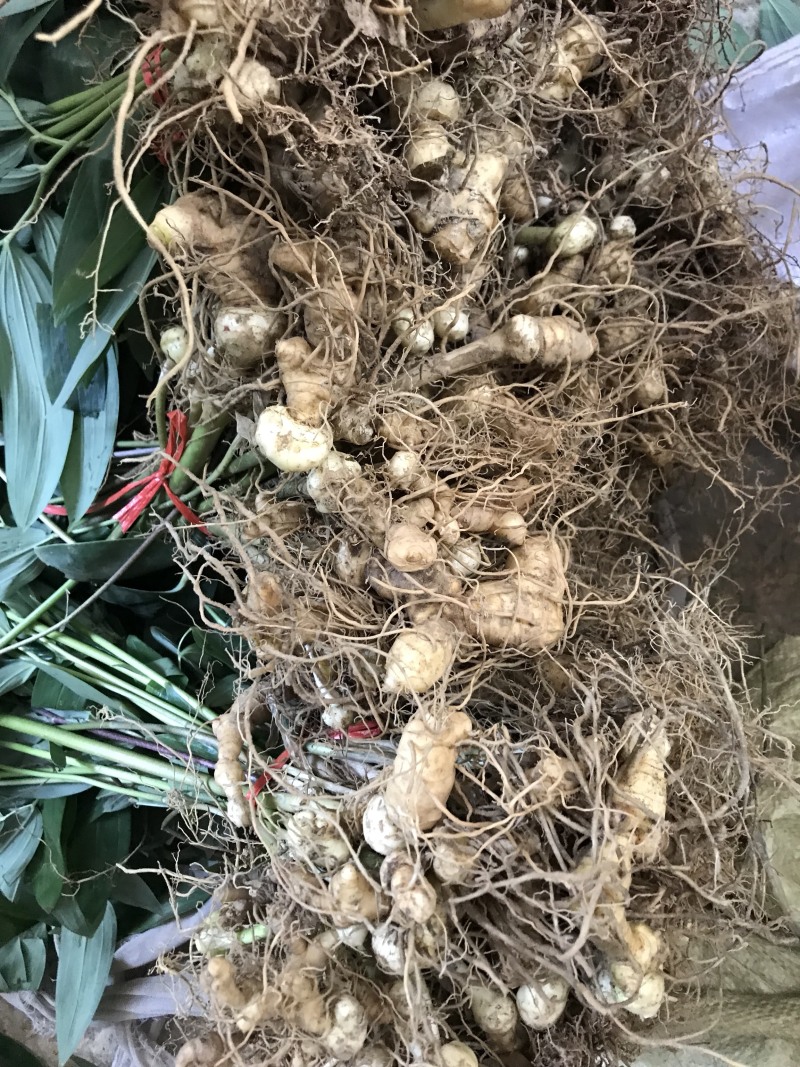野生多花姜形黄精苗