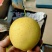 红肖梨