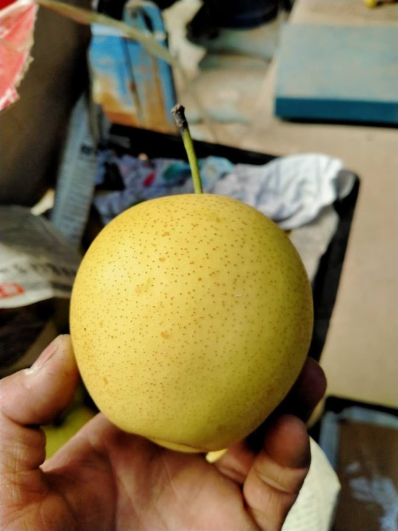 红肖梨
