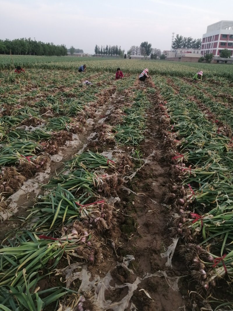 中牟精品把蒜紫皮蒜产地直供货源充足诚信经营