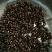 金花葵种子