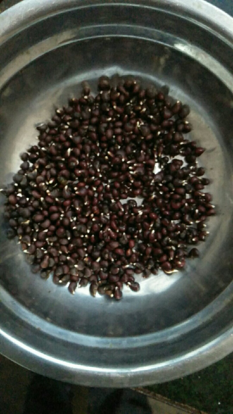 金花葵种子