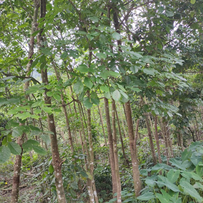 秋枫树沉香树风景树金花茶都有