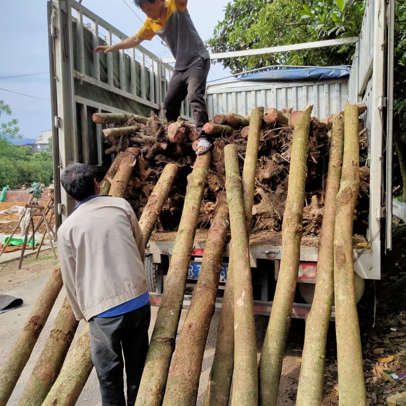 秋枫树沉香树风景树金花茶都有