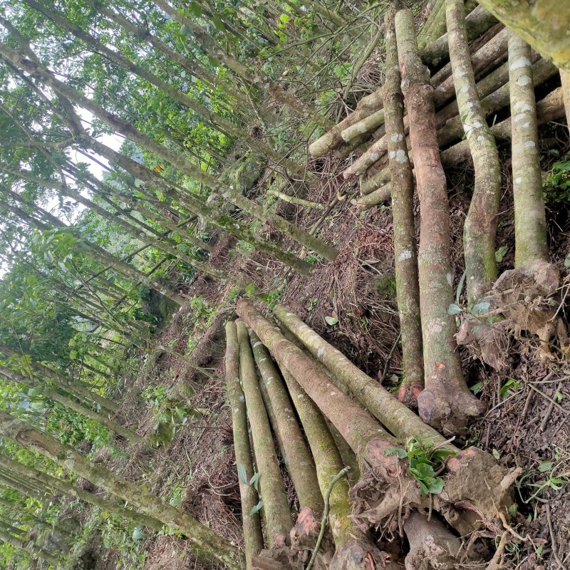 秋枫树沉香树风景树金花茶都有