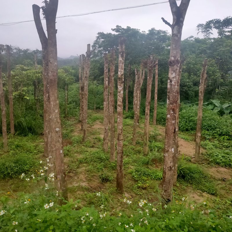 秋枫树沉香树风景树金花茶都有