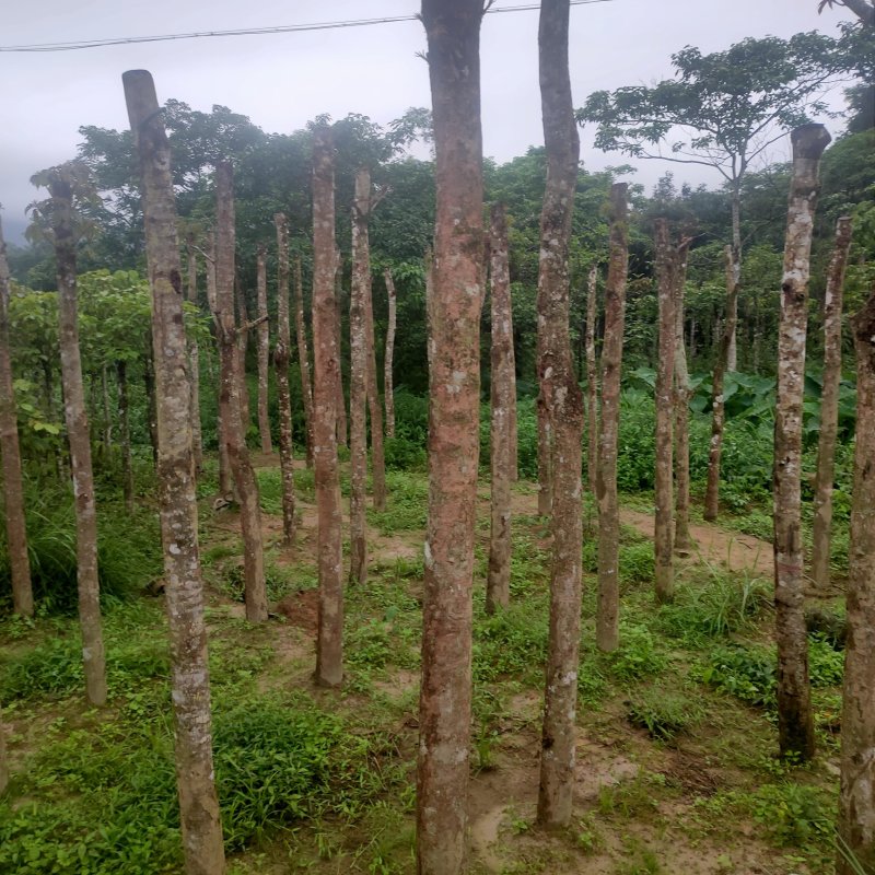 秋枫树沉香树风景树金花茶都有