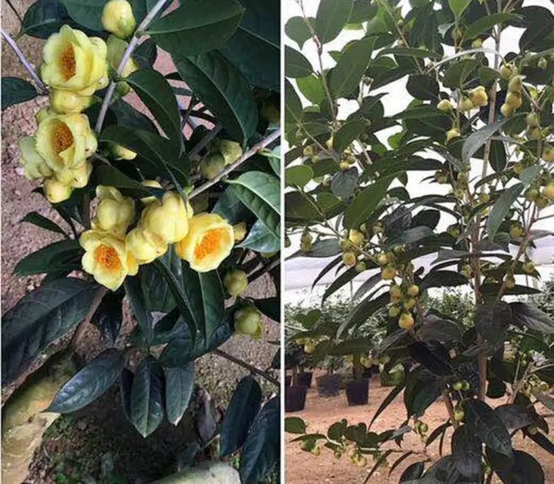 名贵茶花种子防城金花茶种子山茶花金茶花茶族皇后种子