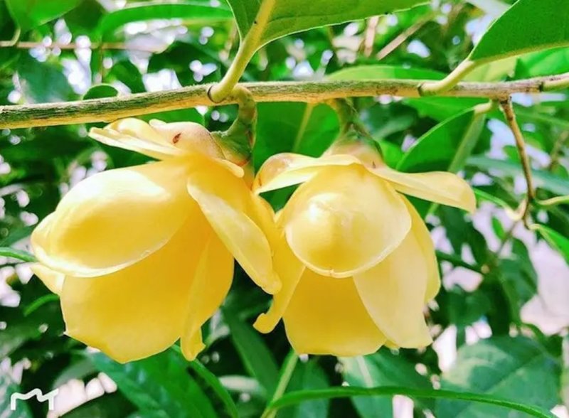 名贵茶花种子防城金花茶种子山茶花金茶花茶族皇后种子