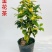 名贵茶花种子防城金花茶种子山茶花金茶花茶族皇后种子