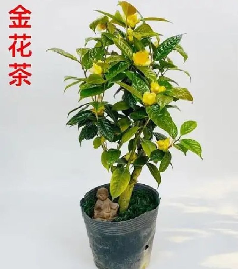 名贵茶花种子防城金花茶种子山茶花金茶花茶族皇后种子