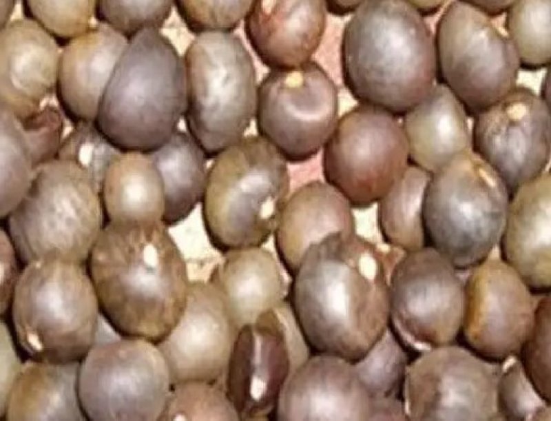 名贵茶花种子防城金花茶种子山茶花金茶花茶族皇后种子