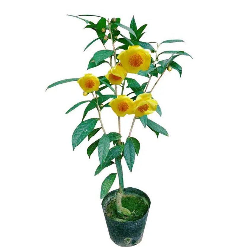 名贵茶花种子防城金花茶种子山茶花金茶花茶族皇后种子