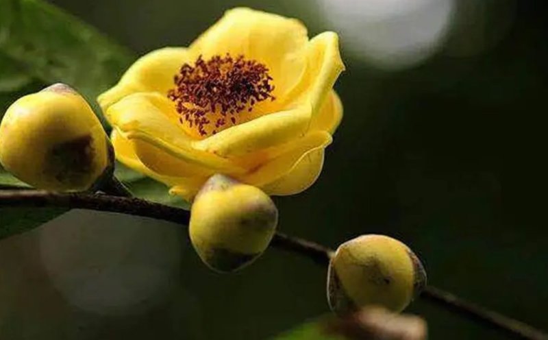 名贵茶花种子防城金花茶种子山茶花金茶花茶族皇后种子