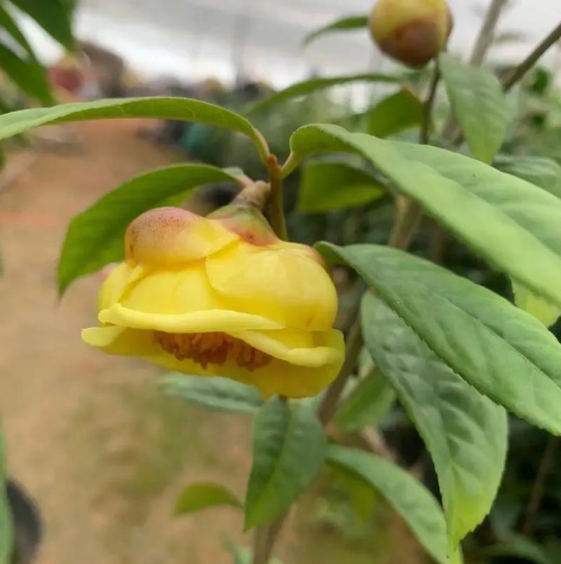 名贵茶花种子防城金花茶种子山茶花金茶花茶族皇后种子