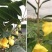 名贵茶花种子防城金花茶种子山茶花金茶花茶族皇后种子