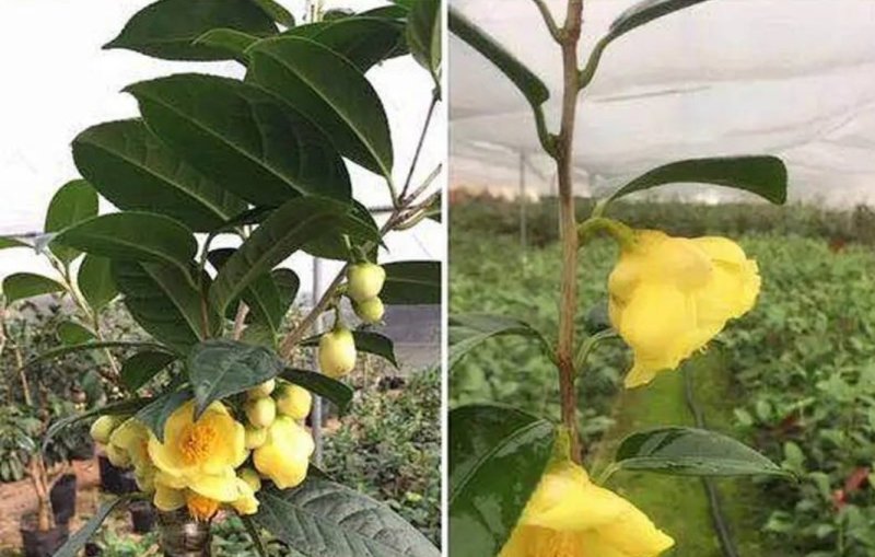 名贵茶花种子防城金花茶种子山茶花金茶花茶族皇后种子