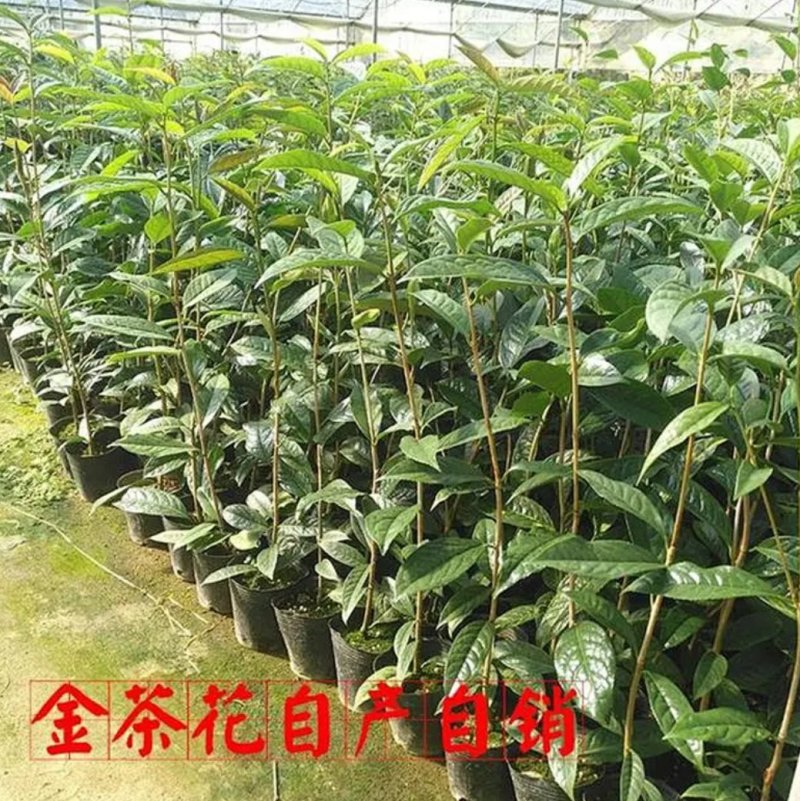 名贵茶花种子防城金花茶种子山茶花金茶花茶族皇后种子