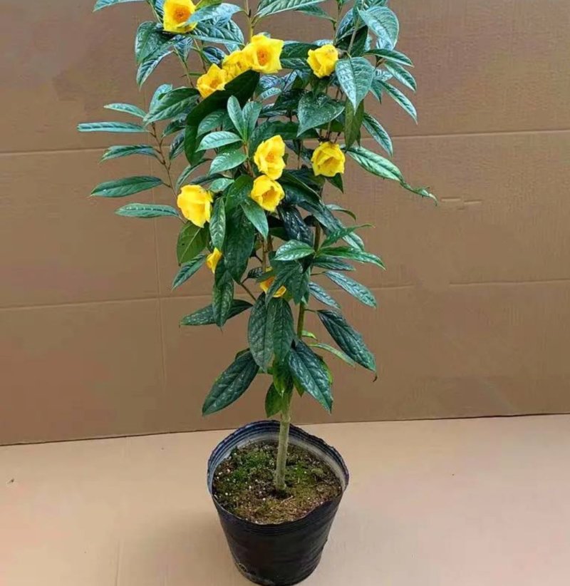名贵茶花种子防城金花茶种子山茶花金茶花茶族皇后种子