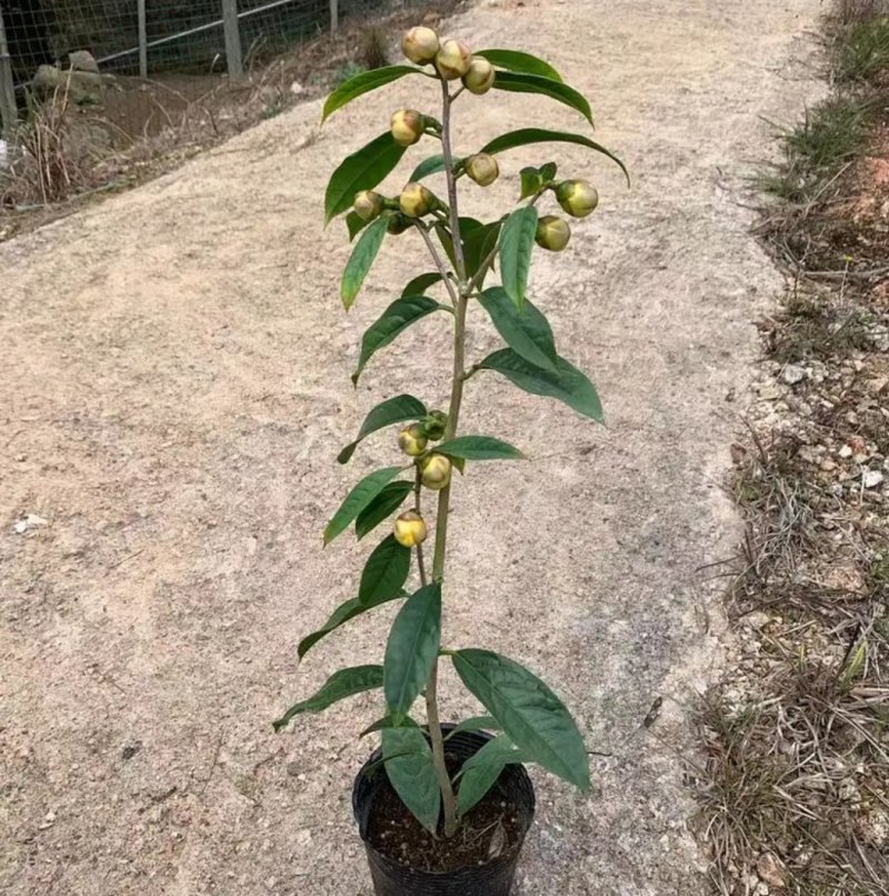名贵茶花种子防城金花茶种子山茶花金茶花茶族皇后种子