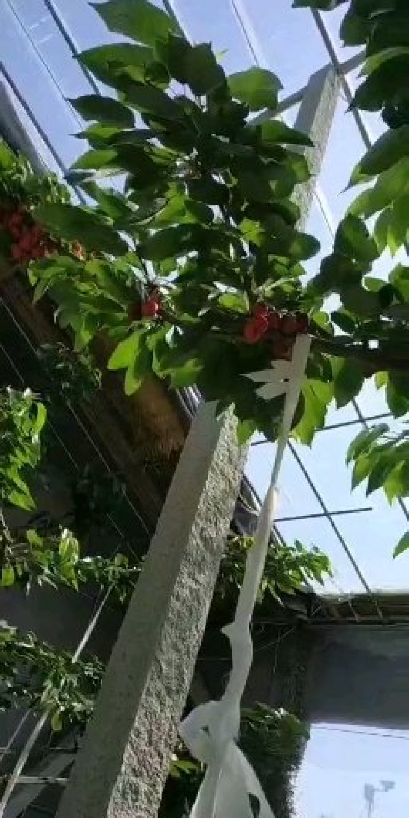 山东大樱桃特价供应！！电商微商批发商