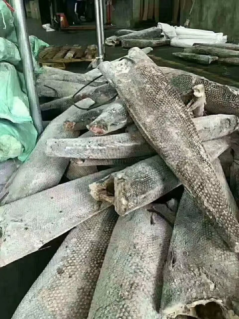 油甘鱼