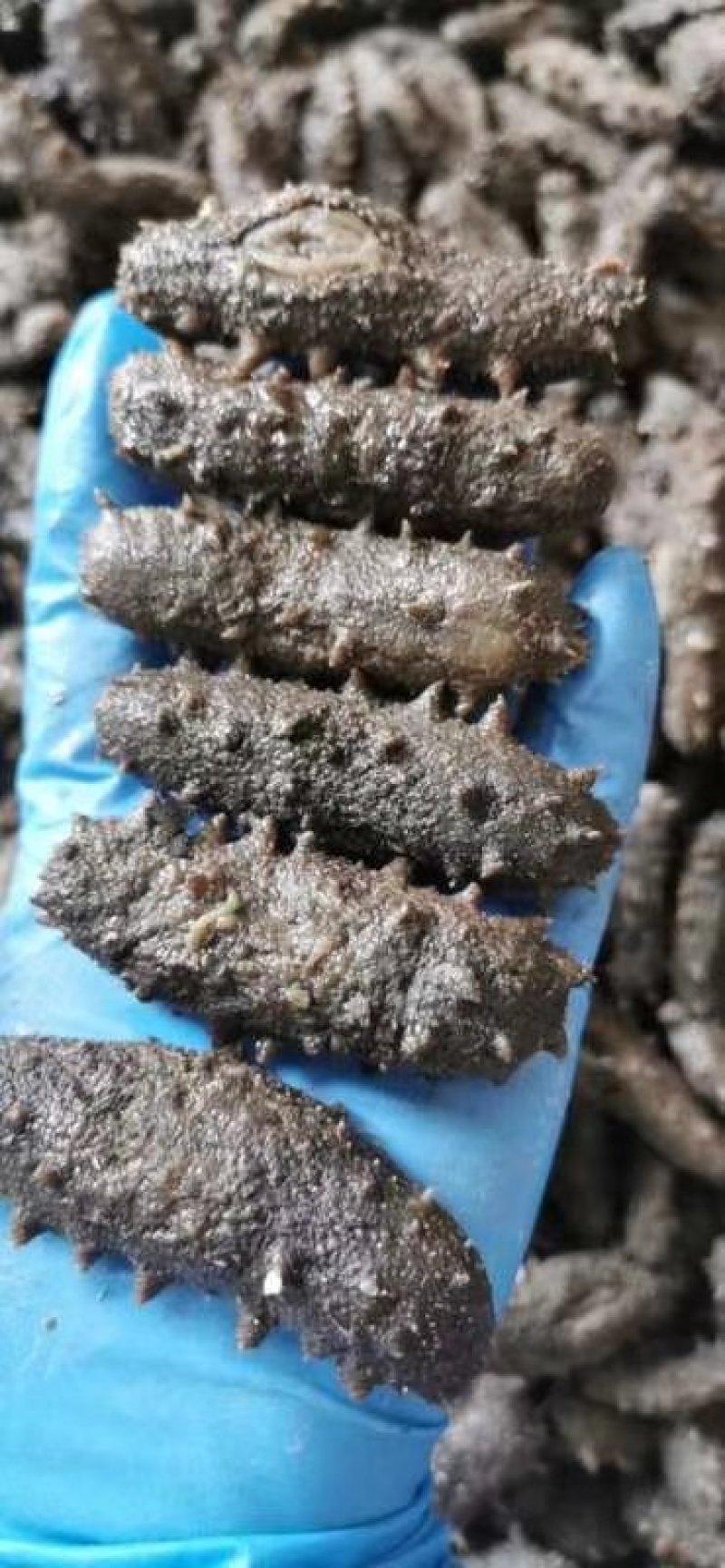 残参拉缸盐加工时被工人铲坏的自己吃经济实惠又营养