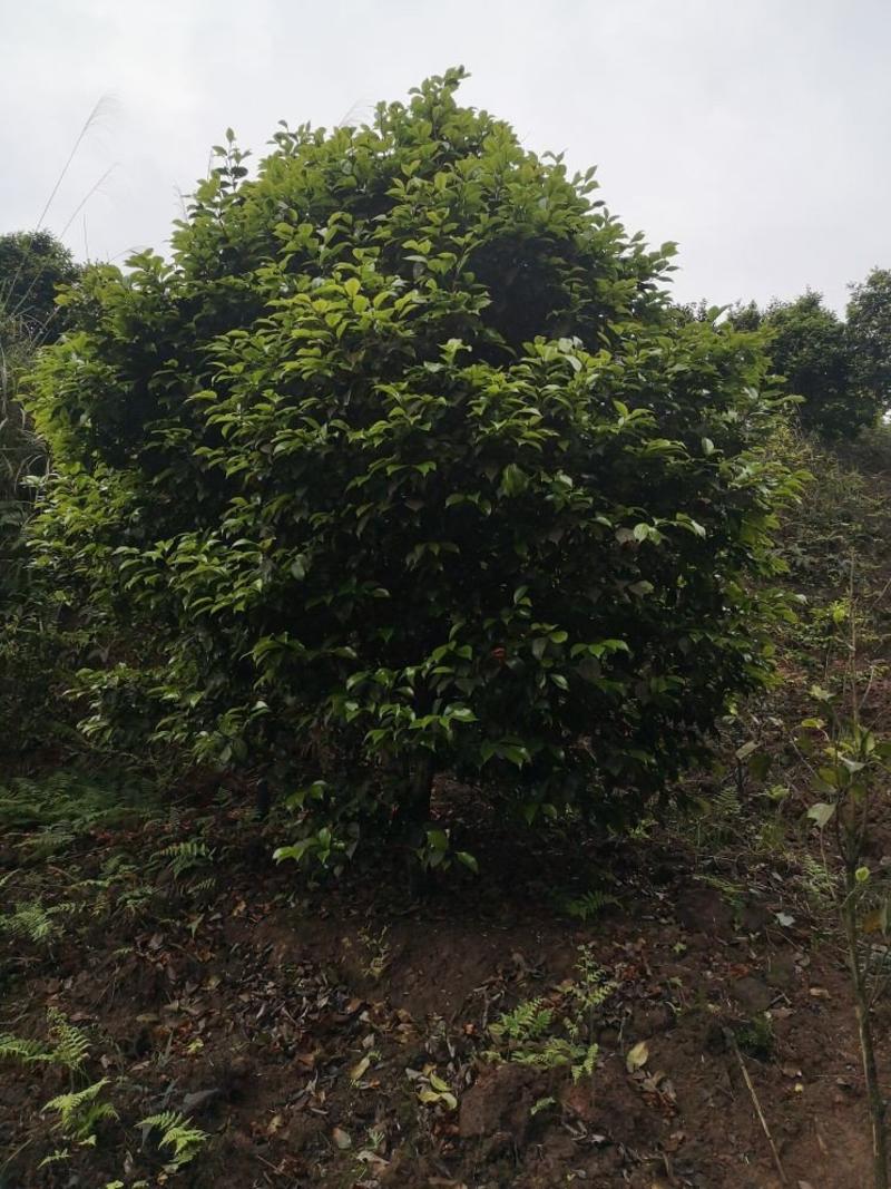 茶花树（大量供应基地直销各种规格的茶花树）