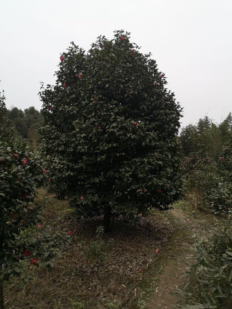 茶花树（大量供应基地直销各种规格的茶花树）