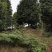 茶花树（大量供应基地直销各种规格的茶花树）