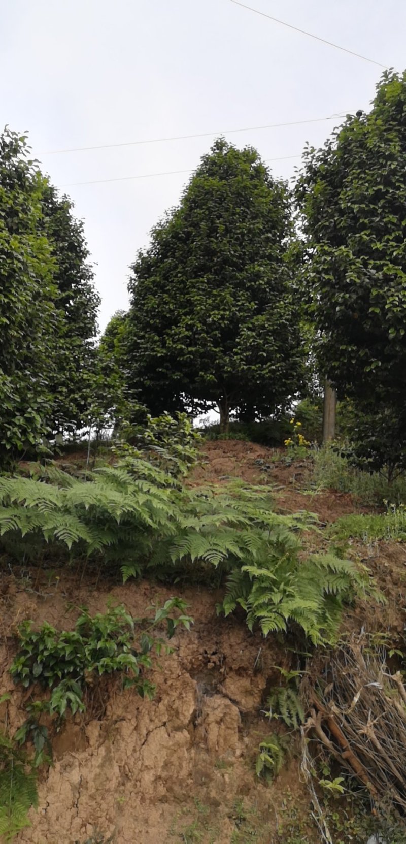 茶花树（大量供应基地直销各种规格的茶花树）