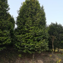 茶花树（大量供应基地直销各种规格的茶花树）