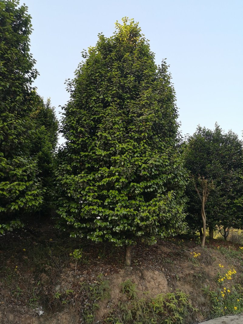 茶花树（大量供应基地直销各种规格的茶花树）