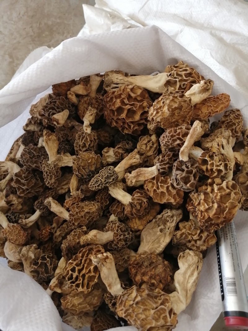 纯野生羊肚菌精选货，产地直销