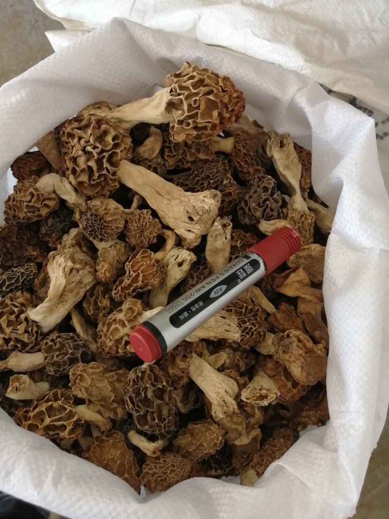 纯野生羊肚菌精选货，产地直销