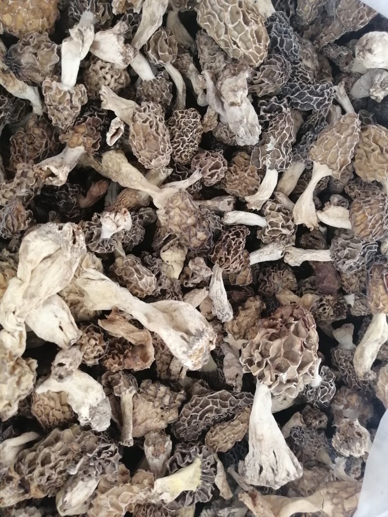 纯野生羊肚菌精选货，产地直销