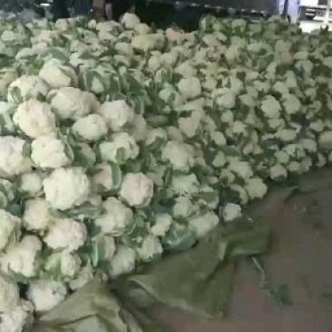 河南焦作白面青梗松花质量高规格全