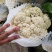 河南焦作白面青梗松花质量高规格全