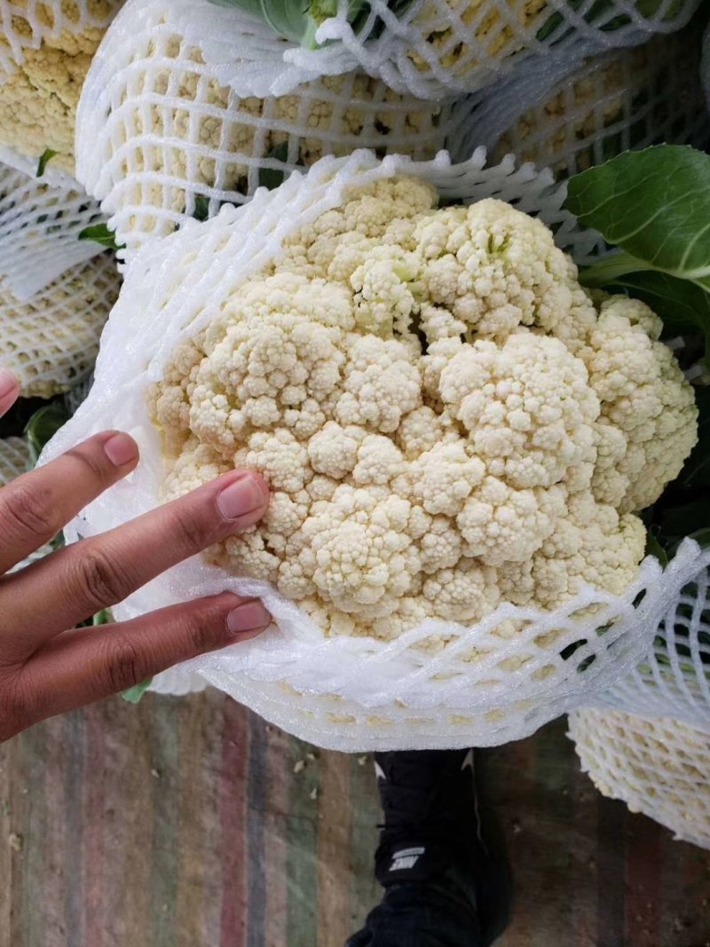 河南焦作白面青梗松花质量高规格全