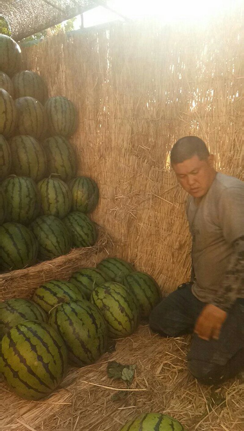 甜王西瓜河北保定清苑县大量供应业精于诚商精于信