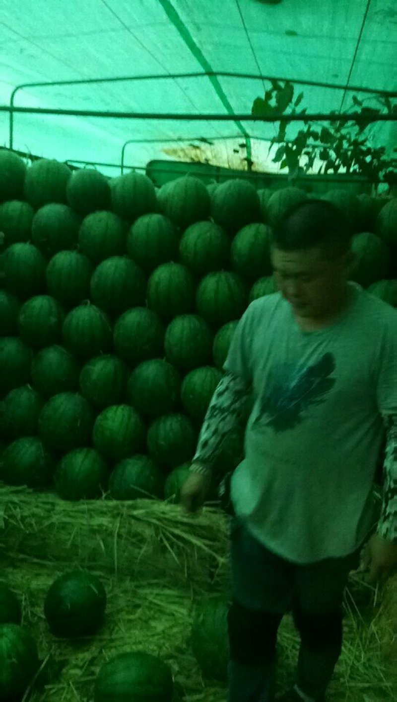甜王西瓜河北保定清苑县大量供应业精于诚商精于信