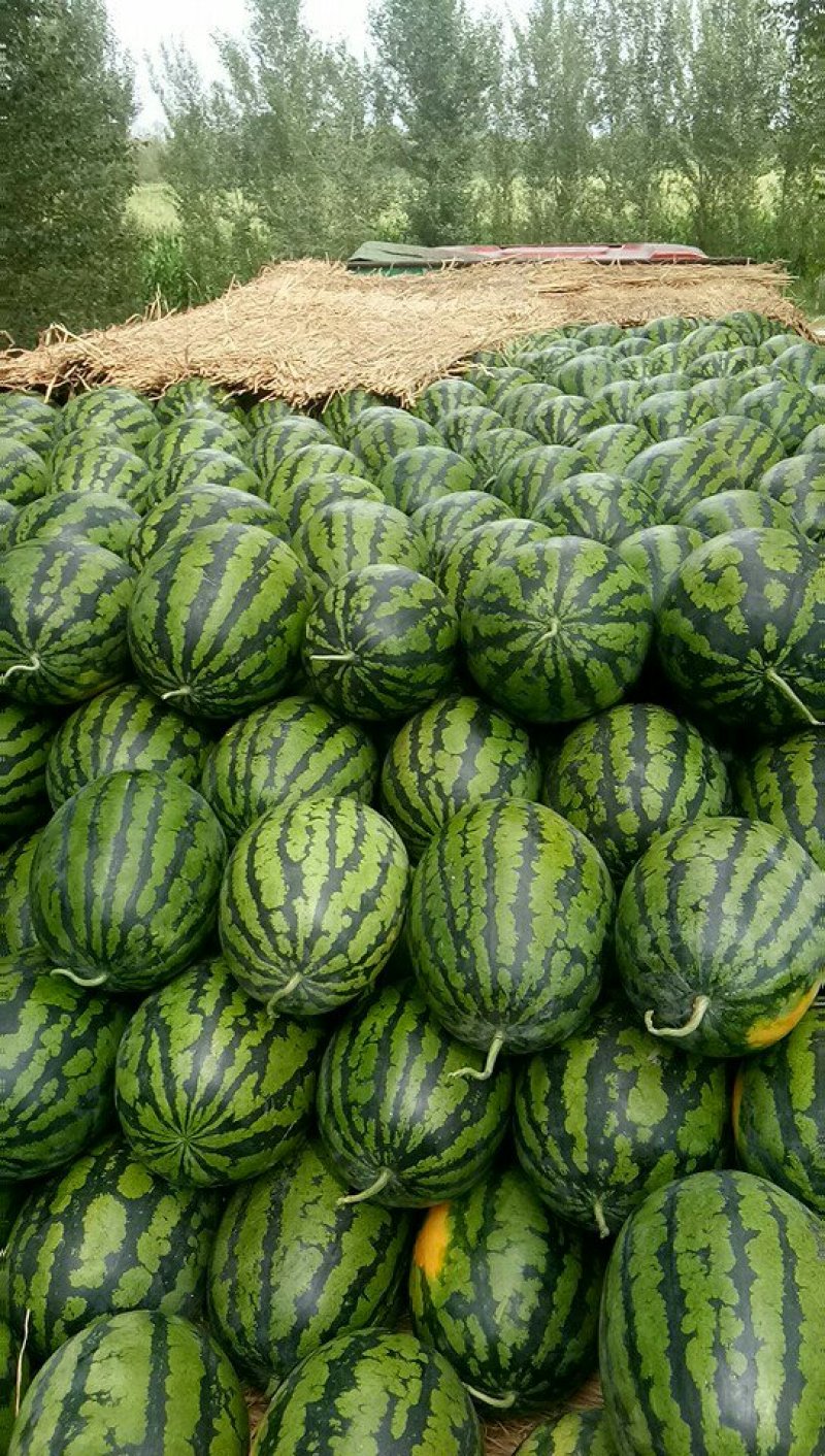 甜王西瓜河北保定清苑县大量供应业精于诚商精于信
