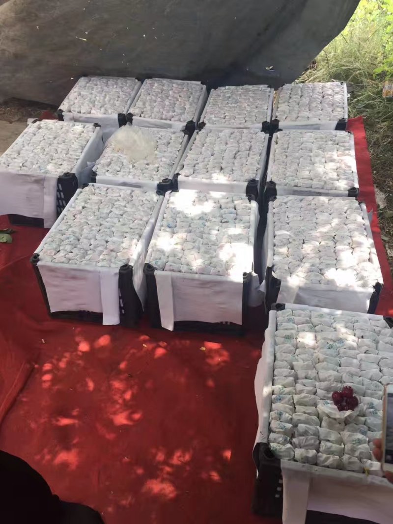 天水大樱桃